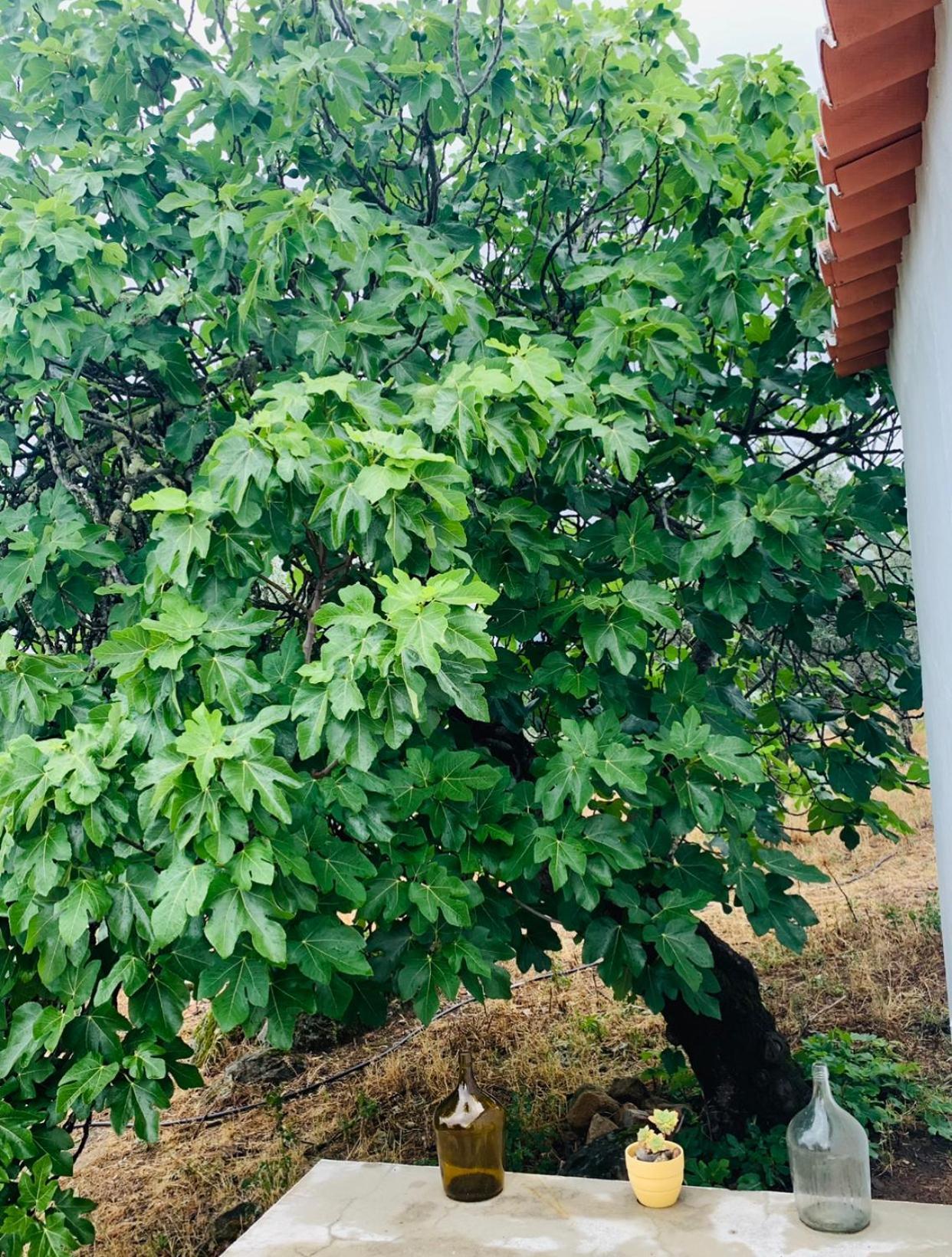 ポルタレグレCasa 1-Quinta Dos Penedosアパートメント エクステリア 写真